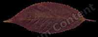 decal leaf 0013